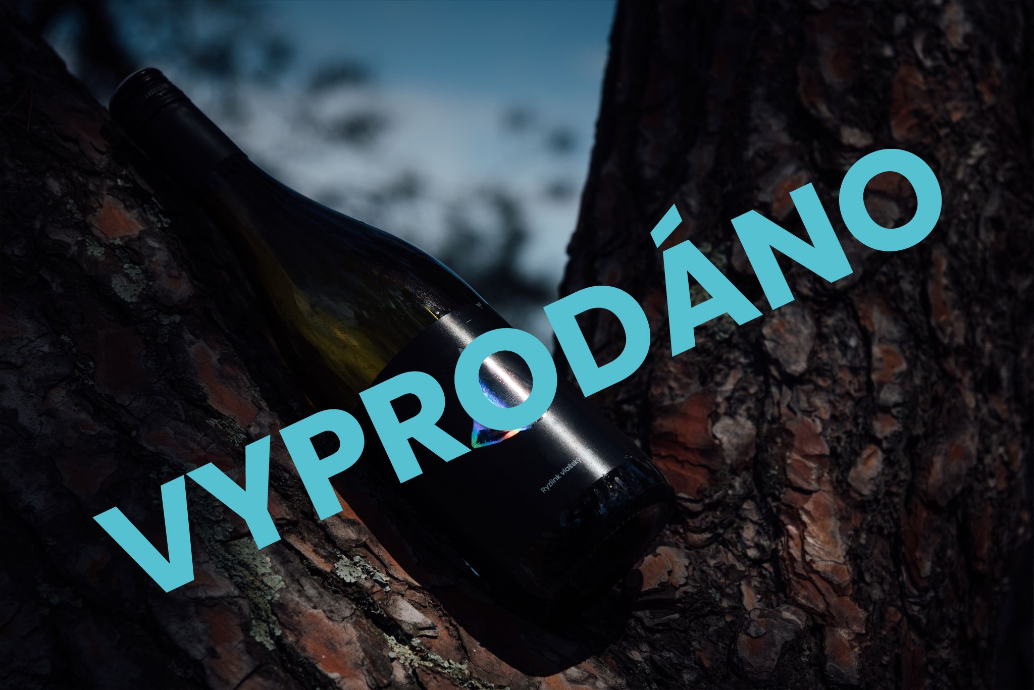 Ryzlink vlašský 2021