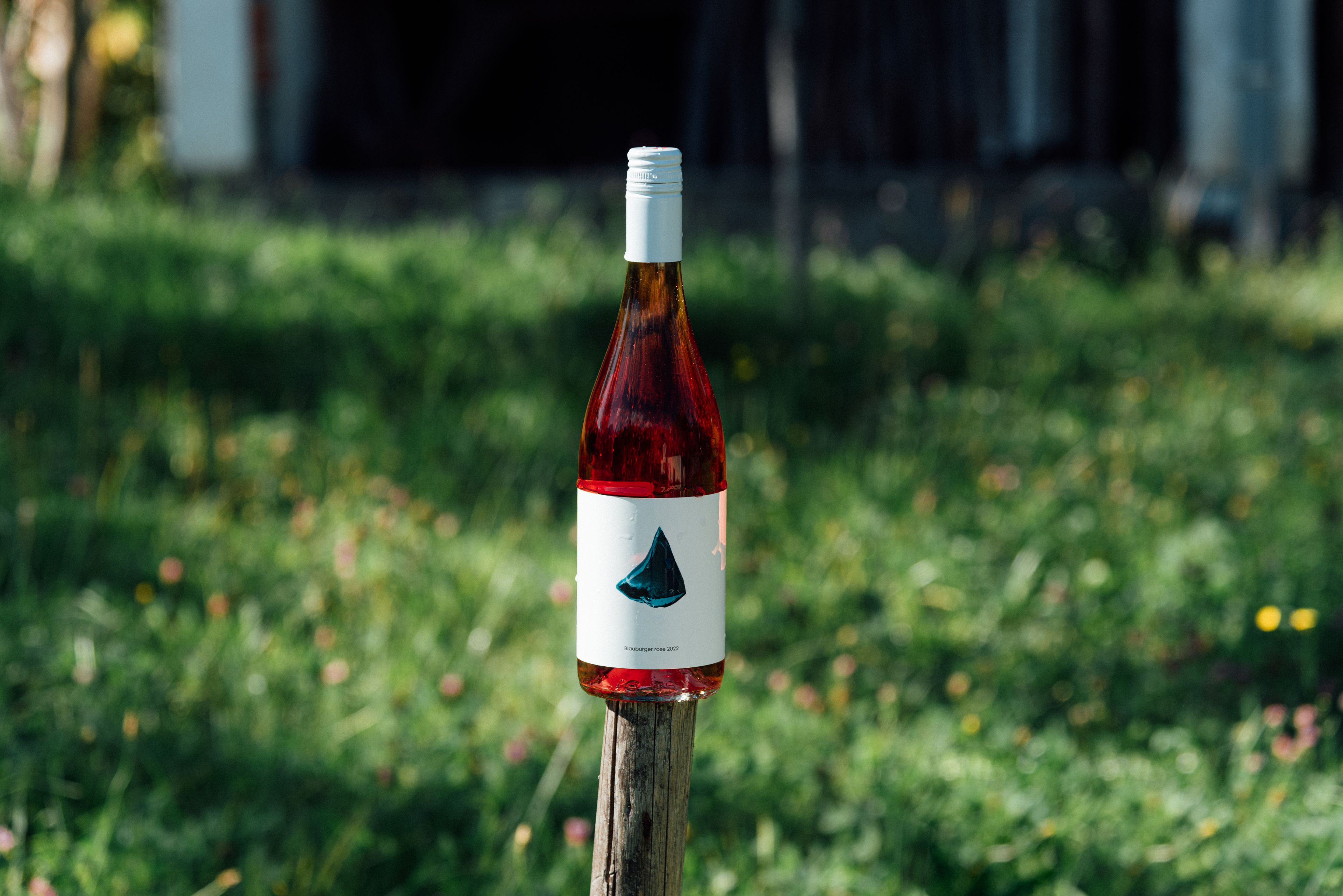 Blauburger rose 2022